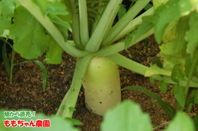 大根