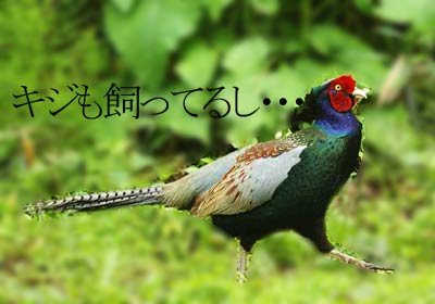 Jack Johnson ジャック ジョンソン オラのブログ 世界一のカリスマ農家になりたくて