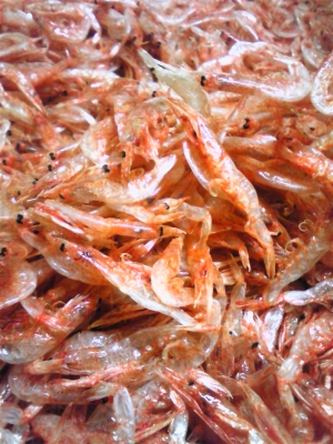 静岡駿河湾産桜海老