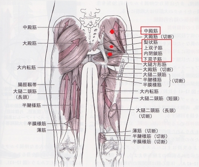 症例 股関節の痛み 横浜市保土ヶ谷区の横浜天王町カイロプラクティック