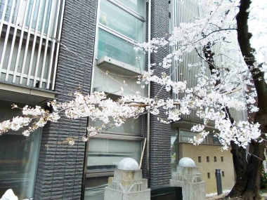 はるべ harube 本能校 さくら