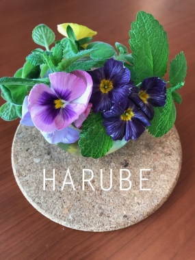 はるべ harube 花