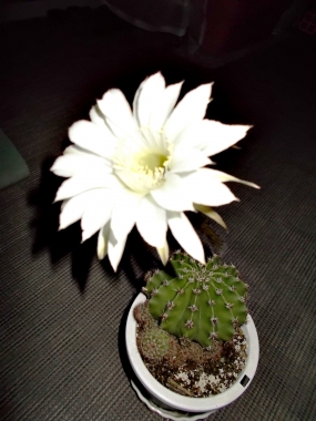 はるべ harube サボテンの花 夏のバッグ