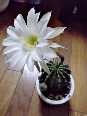 ははるべ harube サボテンの花 夏のバッグるべ harube サボテン 夏のバッグ