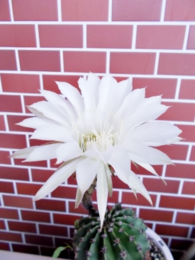 はるべはるべ harube サボテンの花 夏のバッグ harube サボテン 夏のバッグ