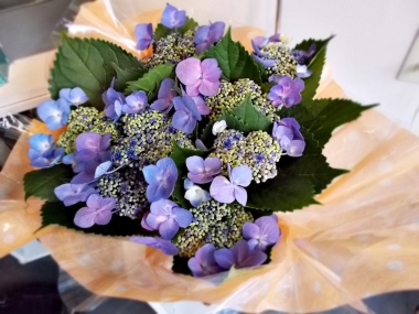 はるべ harube 紫陽花