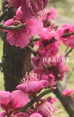 はるべ Harube 花