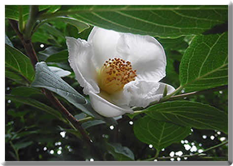 夏椿の花