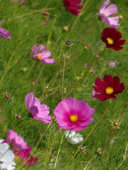 花2