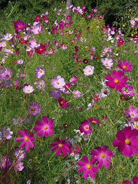 花1