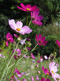 花3