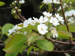 花2