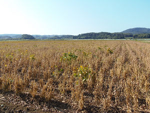 豆2