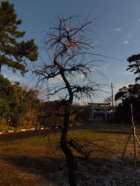 梅2