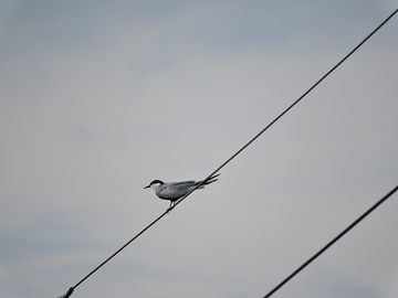 鳥3