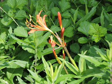 花1