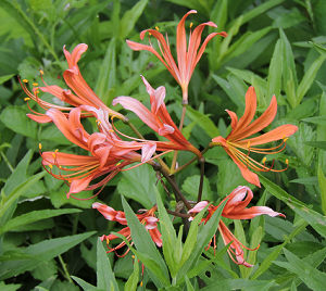花2