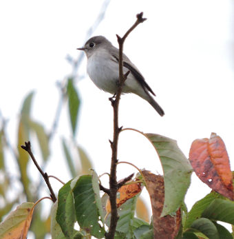 鳥13