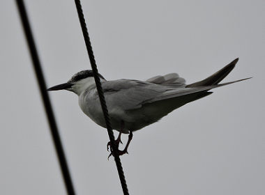 鳥5