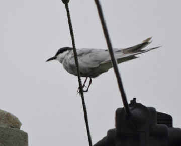 鳥6