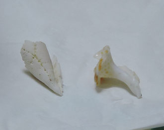 貝1