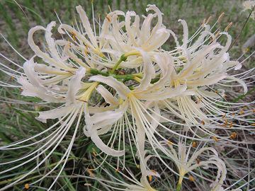 花1