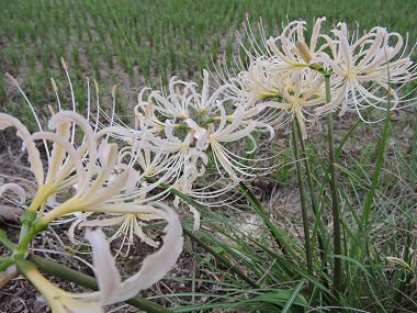 花2