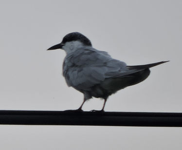 鳥15
