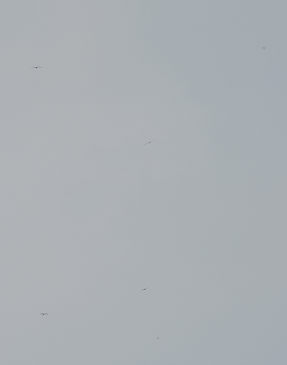 鳥4