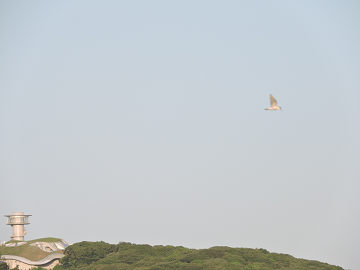 鳥3