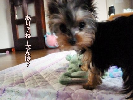 ヨーキーママさま❁専用 www.vetrepro.fr