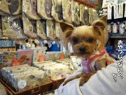 急遽 犬連れ旅行 ヨーキーのちょこ