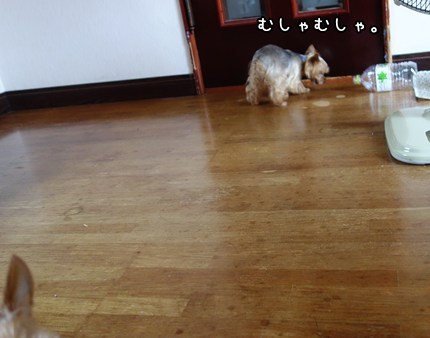 DSC02390.JPG