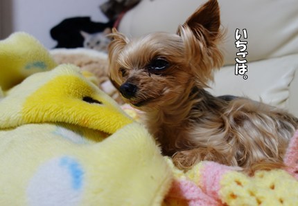 DSC08885.JPG