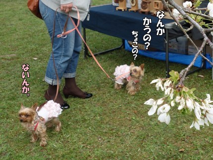 DSC09153.JPG