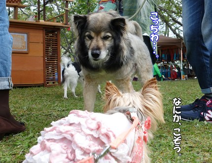 DSC09160.JPG
