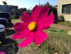 2015-1007-花-1