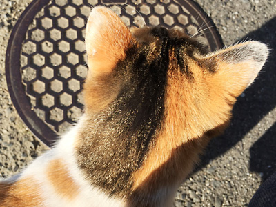 ねこ1