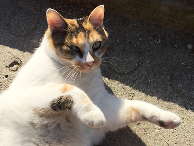 ねこ2