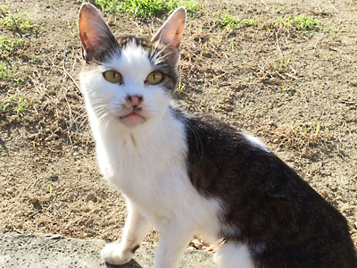 ねこ3