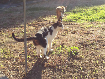 ねこ4