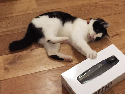 ティッシュ