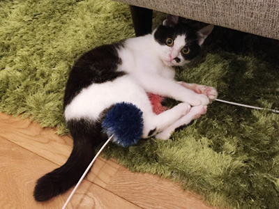猫じゃらし