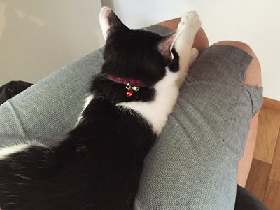 ひざの上