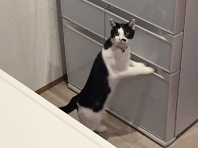 はっ!