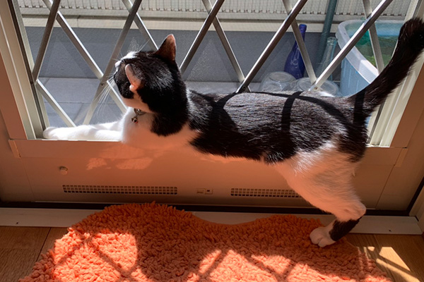 窓際の猫