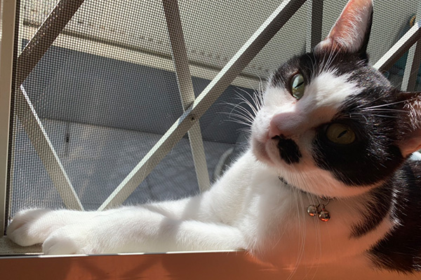 窓際の猫