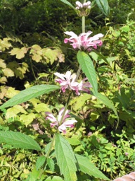 湿生花園1