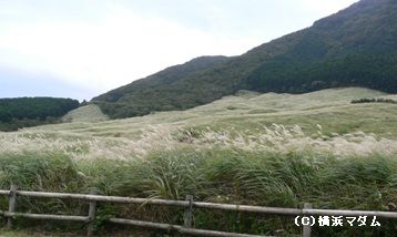 すすきの群生