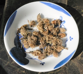 鷺草の球根